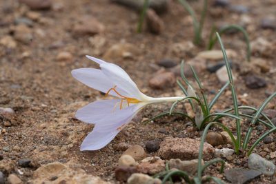 Crocus tournefortii, photographed by Eleftherios Katsillis