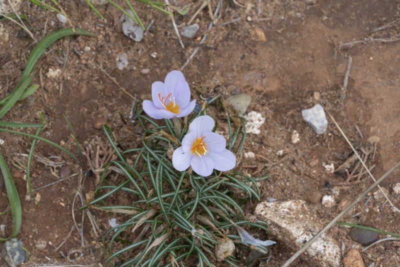 Crocus tournefortii, photographed by Eleftherios Katsillis