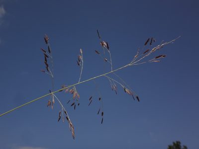 Eragrostis pilosa