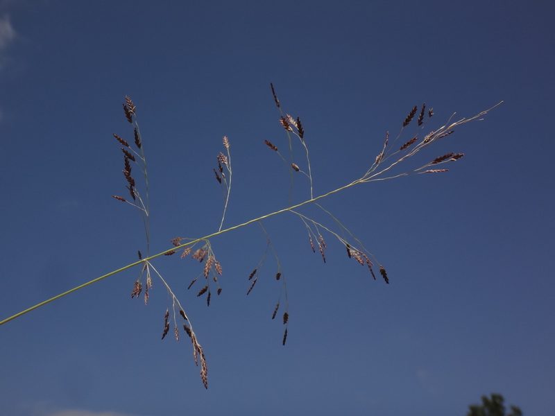 Eragrostis pilosa, photographed by Christian Berg