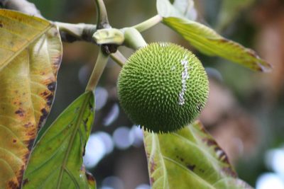 Artocarpus altilis, photographed by GERMAN LEONEL SARMIENTO CRUZ