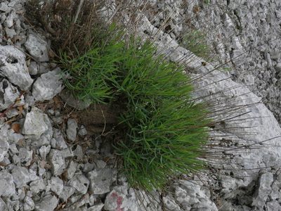 Valeriana lecoqii, photographed by Yves Bas