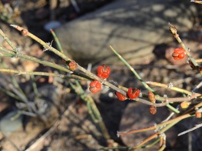 Ephedra triandra, photographed by Guillermo Debandi