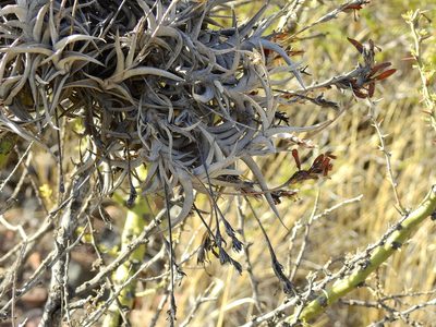 Tillandsia gilliesii, photographed by Guillermo Debandi