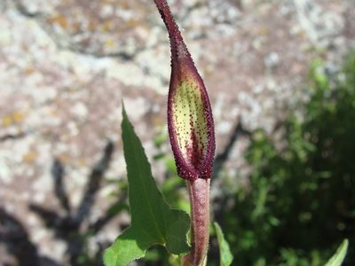 Aristolochia wrightii, photographed by Alexis López Hernández