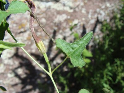 Aristolochia wrightii, photographed by Alexis López Hernández