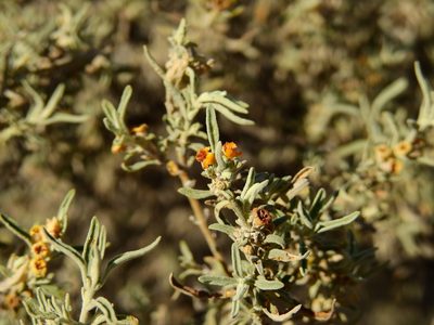 Buddleja mendozensis, photographed by Guillermo Debandi