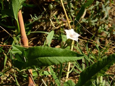 Convolvulus bonariensis, photographed by Guillermo Debandi