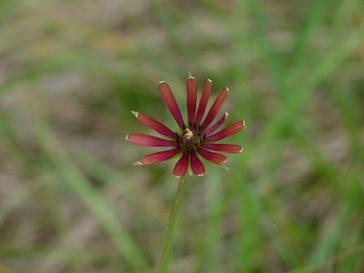 Tragopogon crocifolius, photographed by Yves Bas