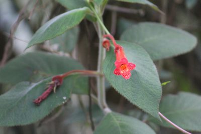 Kohleria hirsuta, photographed by GERMAN LEONEL SARMIENTO CRUZ