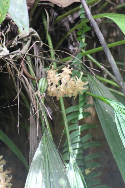 Xylobium leontoglossum, photographed by GERMAN LEONEL SARMIENTO CRUZ