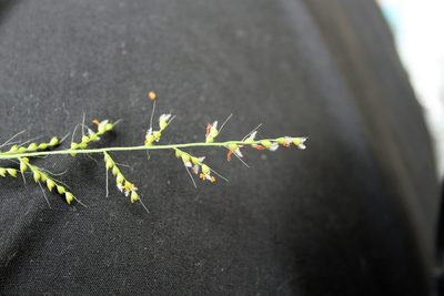 Setaria madecassa, photographed by bat (Maria Vorontsova)