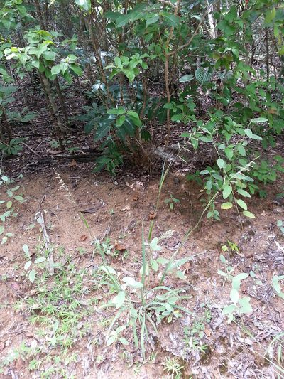 Setaria madecassa, photographed by bat (Maria Vorontsova)