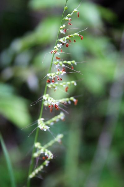 Setaria madecassa, photographed by bat (Maria Vorontsova)