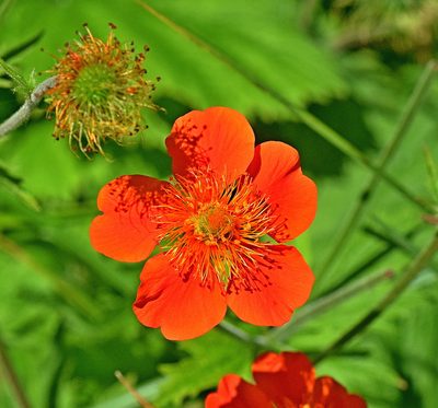 Geum coccineum, photographed by Kostas Zontanos