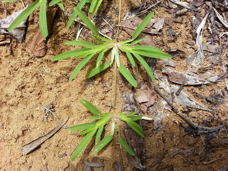 Neostapfiella perrieri, photographed by bat (Maria Vorontsova)