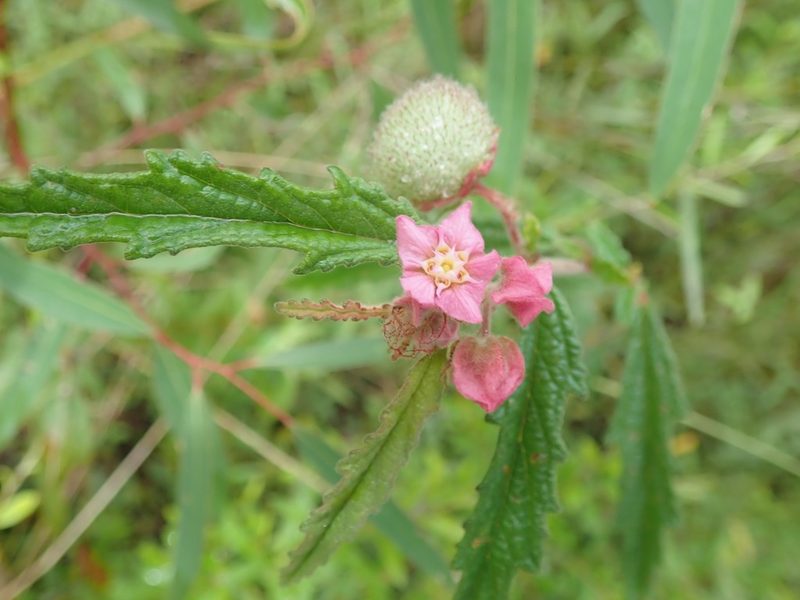 Androcalva rosea, photographed by Will Cornwell