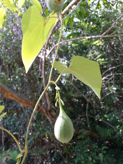Aristolochia albida, photographed by bat (Maria Vorontsova)