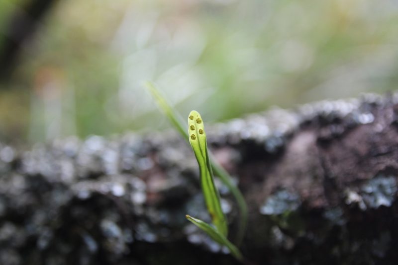 Lepisorus monilisorus, photographed by Hazel Chang