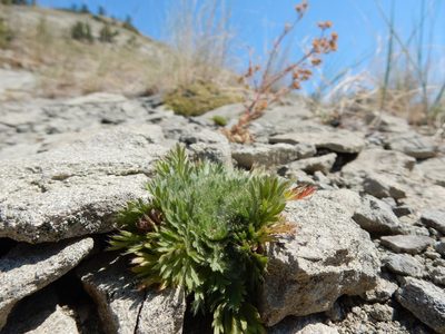 Chamaerhodos erecta, photographed by Matt Lavin