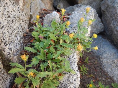 Tonestus eximius, photographed by Matt Lavin