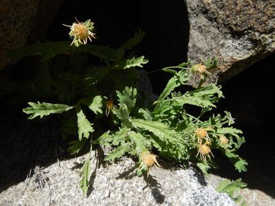 Tonestus eximius, photographed by Matt Lavin