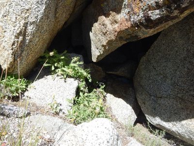 Tonestus eximius, photographed by Matt Lavin