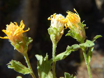 Tonestus eximius, photographed by Matt Lavin