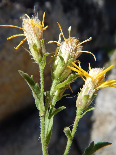 Tonestus eximius, photographed by Matt Lavin