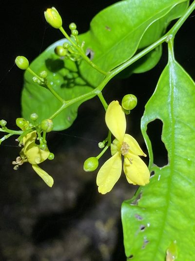 Guilfoylia monostylis, photographed by Greg Tasney