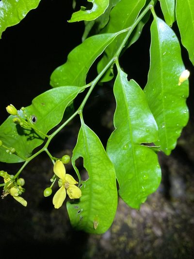 Guilfoylia monostylis, photographed by Greg Tasney