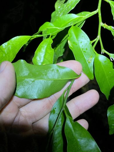 Guilfoylia monostylis, photographed by Greg Tasney