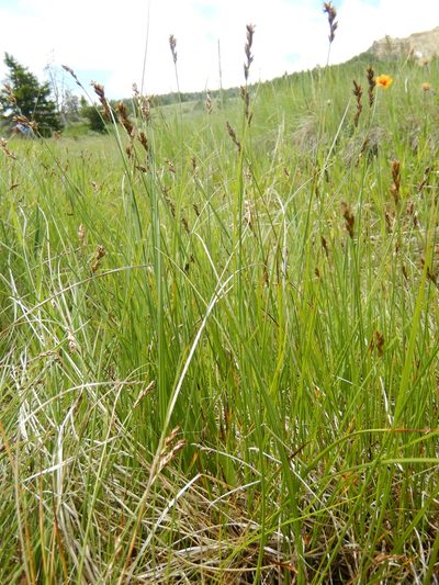Carex praegracilis, photographed by Matt Lavin