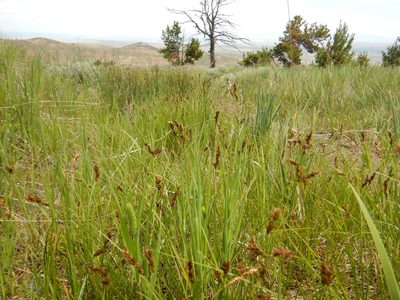 Carex praegracilis, photographed by Matt Lavin