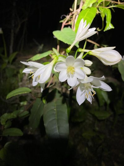 Proiphys cunninghamii, photographed by Greg Tasney