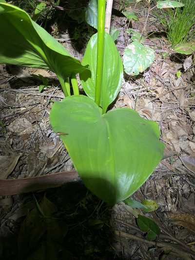 Proiphys cunninghamii, photographed by Greg Tasney