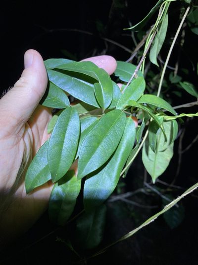 Parsonsia rotata, photographed by Greg Tasney