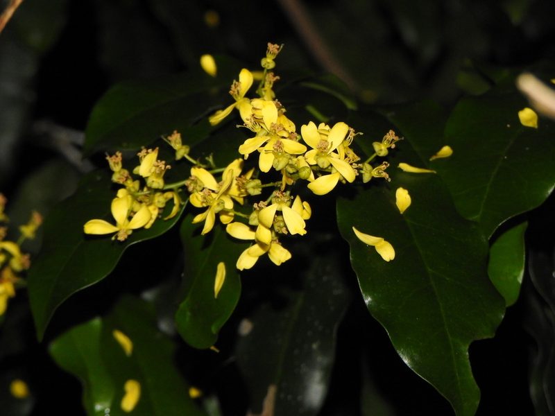 Guilfoylia monostylis, photographed by Greg Tasney
