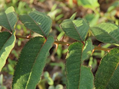 Zanthoxylum ailanthoides, photographed by chiuluan