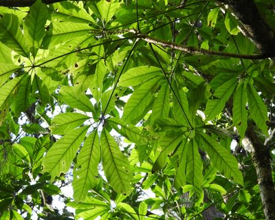Oreopanax xalapensis, photographed by Grete Pasch