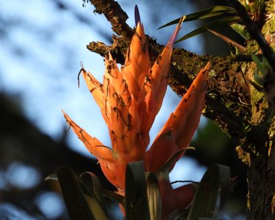 Tillandsia ponderosa, photographed by Grete Pasch