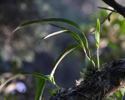 Prosthechea ochracea, photographed by Grete Pasch
