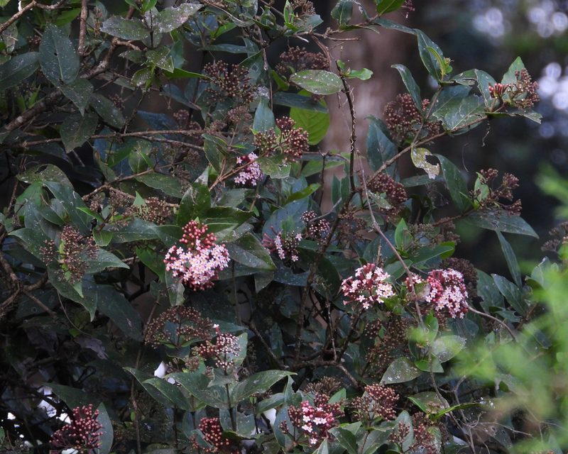 Rogiera cordata, photographed by Grete Pasch