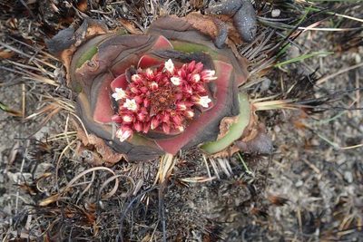 Crassula compacta, photographed by Andrew Deacon