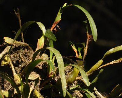 Maxillaria hagsateriana, photographed by Grete Pasch