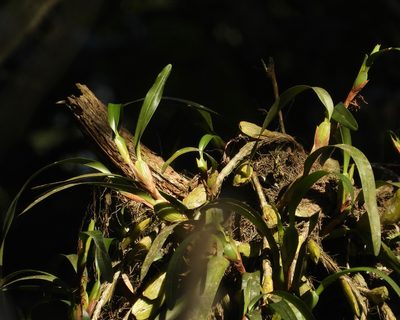 Maxillaria hagsateriana, photographed by Grete Pasch