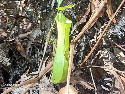 Nepenthes gracilis, photographed by Ong Jyh Seng