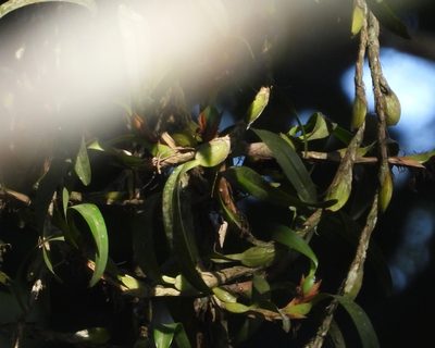 Maxillaria hagsateriana, photographed by Grete Pasch