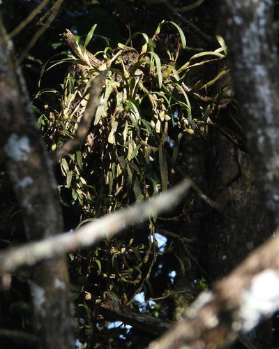 Maxillaria hagsateriana, photographed by Grete Pasch