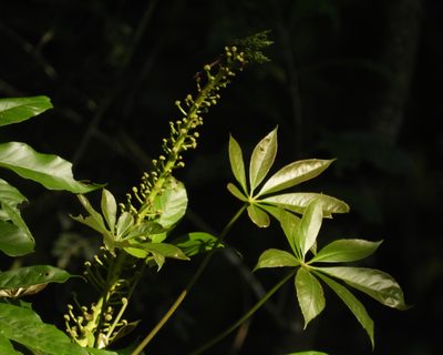 Oreopanax xalapensis, photographed by Grete Pasch